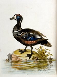 Watercolour illustration from a book of rare birds by G Edwards 1750