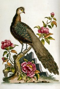 Watercolour illustration from a book of rare birds by G Edwards 1750