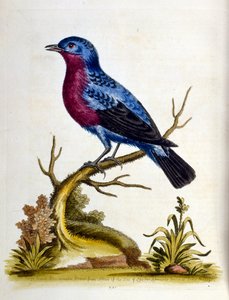 Watercolour illustration from a book of rare birds by G Edwards 1750 by George Edwards