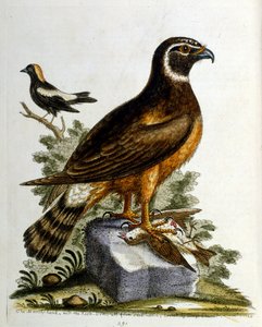 Watercolour illustration from a book of rare birds by G Edwards 1750