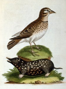 Watercolour illustration from a book of rare birds by G Edwards 1750
