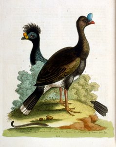 Watercolour Illustration from a Book of Rare Birds by G Edwards