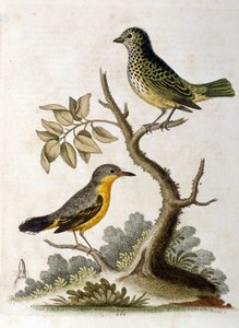 Watercolour Illustration of a Three-Toed Sloth by G Edwards 1758