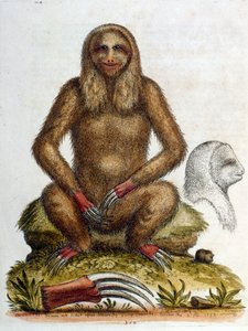 Watercolour illustration of a three-toed Sloth by G Edwards 1758 by George Edwards