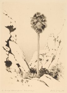 Palm Canyon