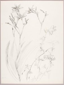Untitled (Botanical Study)
