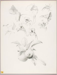 Untitled (Botanical Study) by George Elbert Burr