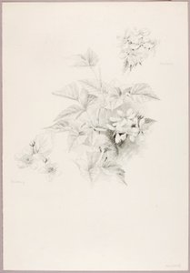 Untitled (Dewberry and Blackberry)