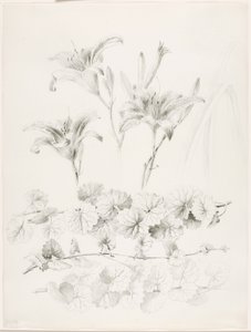 Untitled (Lilies and Ground-Ivy, Glecoma Hederacea)