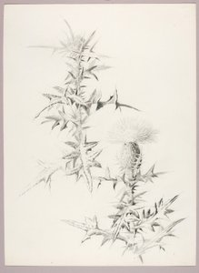 Untitled (Thistle)