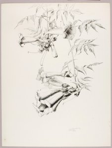 Untitled (Trumpet Vine) by George Elbert Burr
