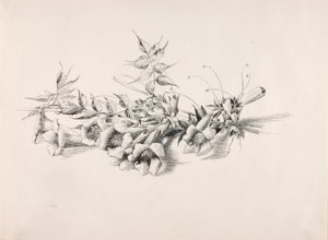 Untitled (Trumpet Vine, Campsis Radicans) by George Elbert Burr