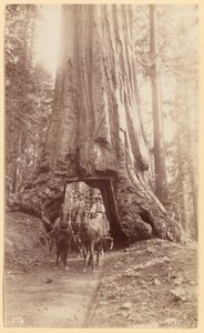 Wawona, Stage in the Tree, Mariposa Grove by George Fiske