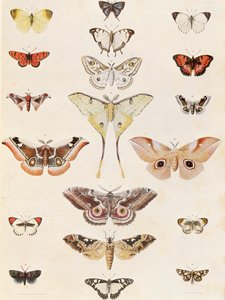 Lepidoptera from Natal and the Zulu country by George French Angas