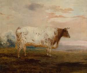 Juno, A Red Short Horn Cow in an Extensive Landscape