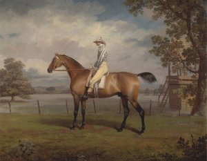 Portrait of a Racehorse, Possibly Disguise, the Property of the Duke of Hamilton, with Jockey Up