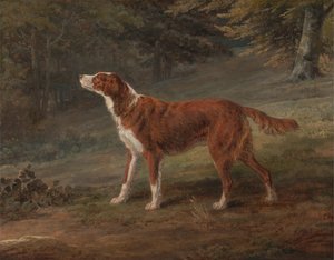Ranger, a Setter, the Property of Elizabeth Gray by George Garrard