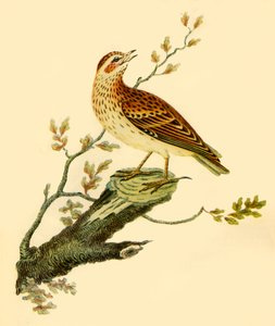 Woodlark, 1821, 1942