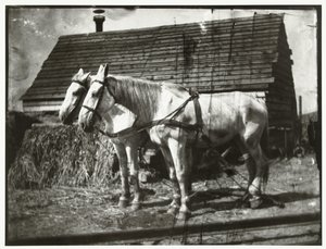 Horses on the Cruquiusweg