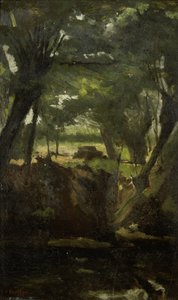 View in the Woods