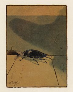 The Beetle by George Henry Thompson