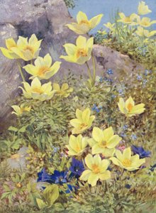 Anemone Sulphurea and Gentiana Excisa Painted Directly in the Fields at the End of May