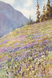 Field of Campanula rhomboidalis on the Col de la Forclaz about the beginning of July