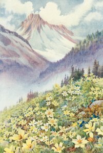 Sulphur Anemones on the Slopes of Le Planet