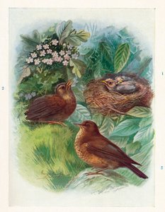 A Typical Nidicolous Nestling - Three Stages. Blackbird, c1910 by George James Rankin