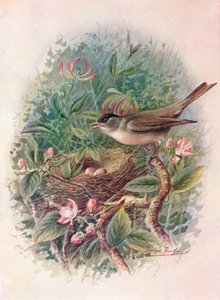 Blackcap - Sylvia Atricapilla by George James Rankin
