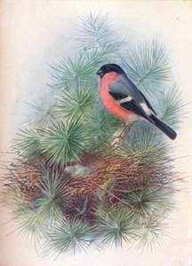 Bullfinch - Pyrrhua europaea, c1910
