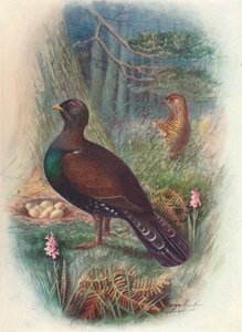 Capercaillie