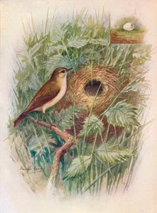 Chiff-Chaff - Phylloscopus Rufus