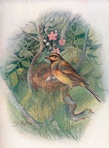 Cirl-Bunting - Emberiza cirlus by George James Rankin