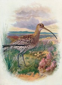 Curlew - Numenius arquata, c1910, 1910 by George James Rankin