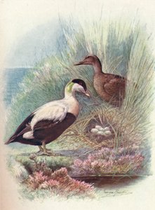 Eider-Duck - Somateria Mollissima by George James Rankin