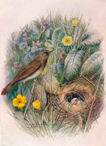 Grasshopper-Warbler - Locustella naevia
