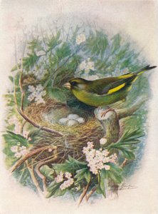 Greenfinch - Ligurinus chloris by George James Rankin