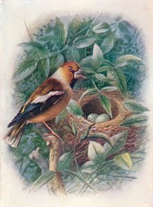 Hawfinch - Coccothraustes vulgaris by George James Rankin