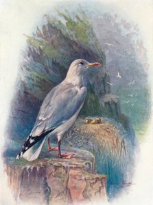 Herring Gull - Larus argentatus, c1910 by George James Rankin