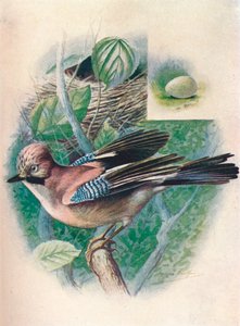 Jay- Garrulus glandarius, c1910 by George James Rankin