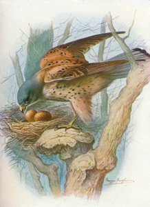 Kestrel - Falco Tinnunculus by George James Rankin
