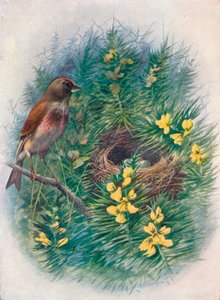 Linnet - Linota cannabina