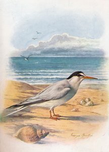 Little Tern by George James Rankin