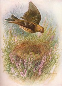 Meadow-Pipit or Titlark - Anthus pratensis