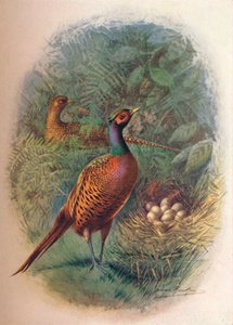 Pheasant - Phasianus Colchicus by George James Rankin