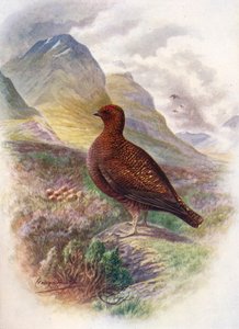 Red Grouse - Lagopus scoticus by George James Rankin