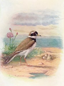 Ringed Plover - Aegialitis hiaticola, c1910 by George James Rankin