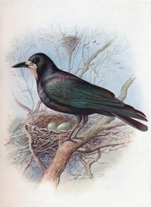 Rook - Corvus frugilegus