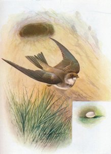 Sand-Martin - Cotile riparia by George James Rankin
